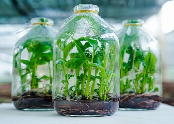 Axit Hypochlorous (HOCl) Trong Nuôi Cấy Mô Thực Vật