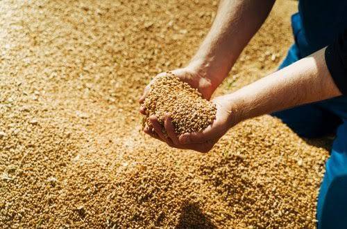 Những Yếu Tố Cần Kiểm Soát Khi Bảo Quản Hạt Giống Lúa