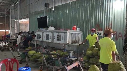 Máy Xử Lý Mít Tươi Xuất Khẩu Chính Ngạch Sang Trung Quốc, Công Suất 40 Tấn/Ngày, Xử Lý Rầy, Sấy Khô