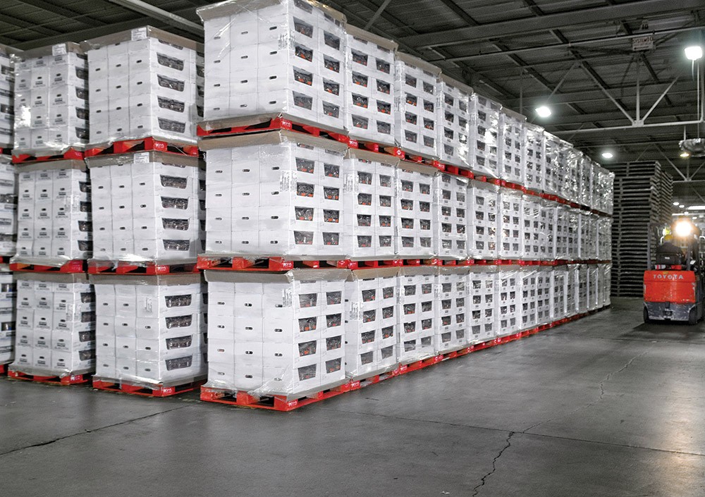 Pallet PECO Giá Bao Nhiêu? Bảng Giá Và Cách Tính Chi Phí