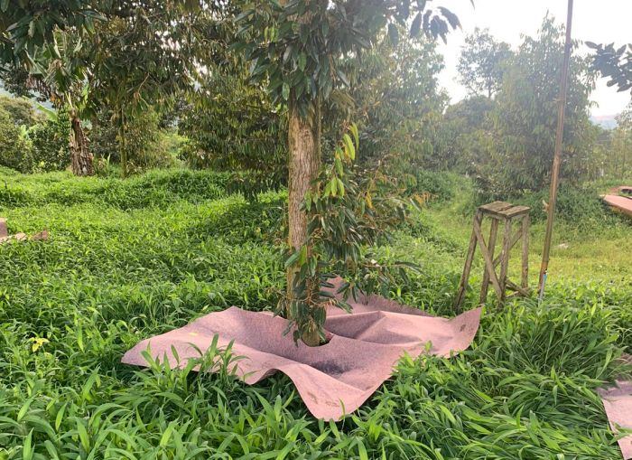 Vải Chống Mọc Cỏ Dại Giải Pháp Nông Nghiệp Bền Vững, Tiết Kiệm Chi Phí