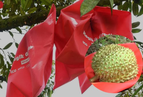 Túi Bọc Sầu Riêng Thái Lan Giúp Trái To, Vỏ Mỏng Màu Đẹp Và Giảm Rệp, Thối Hỏng