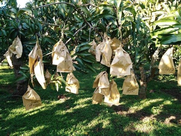 3 Yếu Tố Quyết Định Túi Bọc Trái Cây Có Phù Hợp Hay Không