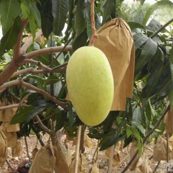 Bọc Trái Cây Có Giúp Hạn Chế Ruồi Vàng & Côn Trùng Không?