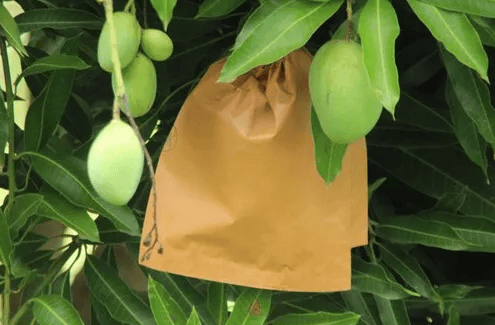 Túi Giấy Bọc Xoài Bảo Quản Trái Cây Giữ Đẹp Vỏ, Ngăn Sâu Bệnh, Giảm Dư Lượng