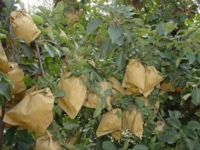 Túi Bọc Trái Cây Có Ảnh Hưởng Đến Màu Sắc Vỏ Quả Không?