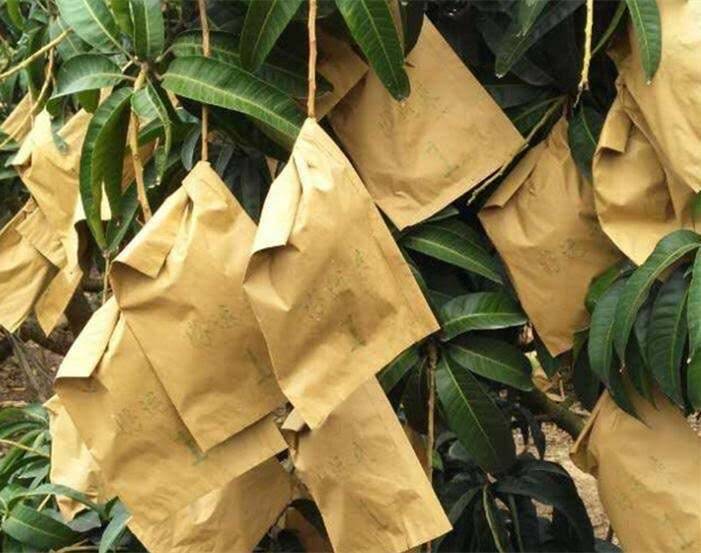 Túi Bọc Trái Cây Bị Đọng Nước Có Ảnh Hưởng Đến Quả Không?