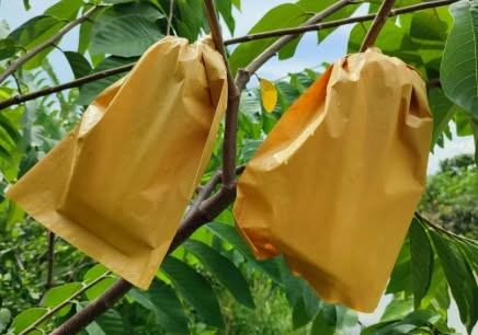 Túi Kraft Bọc Trái Cây Và Khả Năng Hạn Chế Tác Động Của Thời Tiết