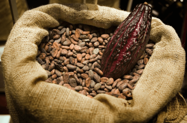 Công Nghệ VQM Bảo Vệ Cacao Rang Giữ Hương Vị Trong Vận Chuyển Đường Biển