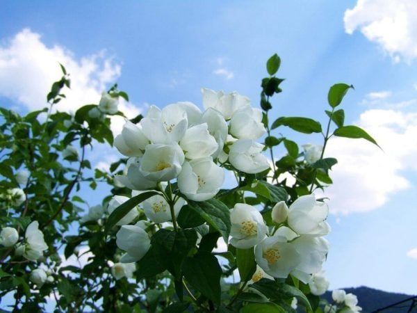 Túi VQM Cho Hoa Nhài Khô Duy Trì Hương Thơm Lâu Dài