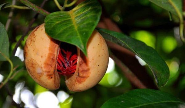 Công Nghệ VQM Duy Trì Chất Lượng Nhục Đậu Khấu