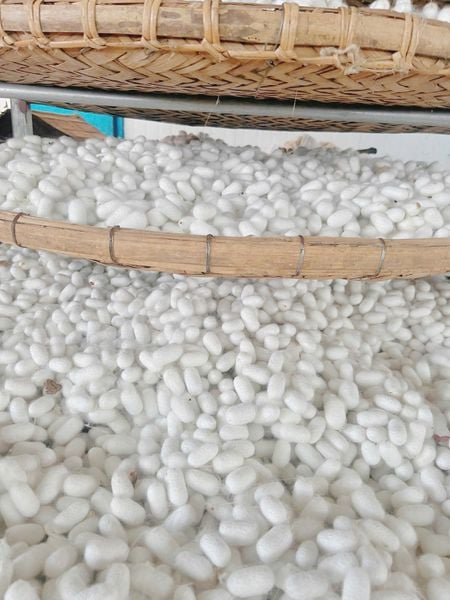 KÉN TẰM RỬA MẶT GG31 – CHĂM SÓC DA TỰ NHIÊN TỪ LÀNG NGHỀ TƠ TẰM TRUYỀN THỐNG