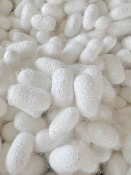 KÉN TẰM RỬA MẶT GG31 – CHĂM SÓC DA TỰ NHIÊN TỪ LÀNG NGHỀ TƠ TẰM TRUYỀN THỐNG