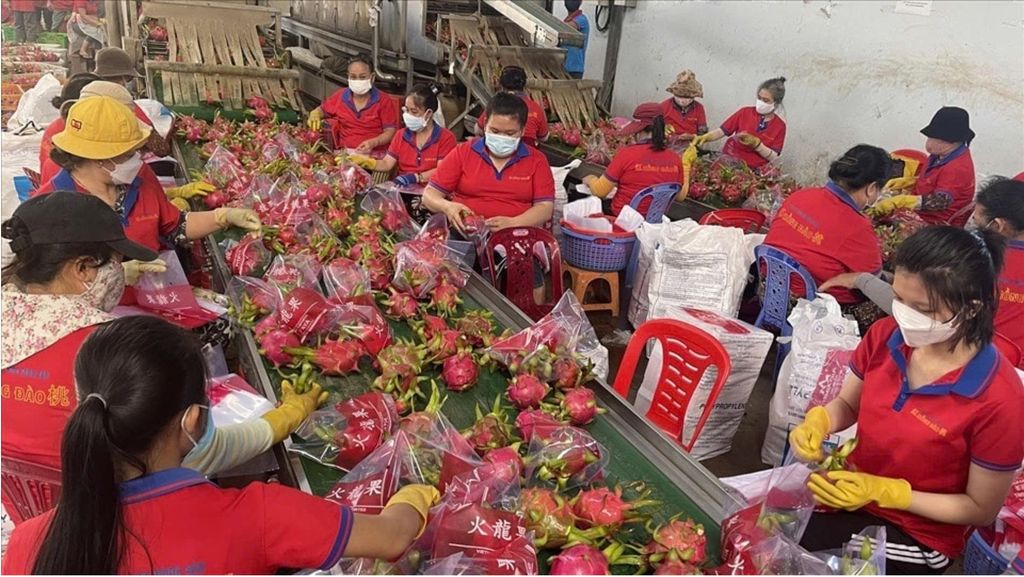 Dịch Vụ Xuất Khẩu Thanh Long Chính Ngạch Đi Trung Quốc