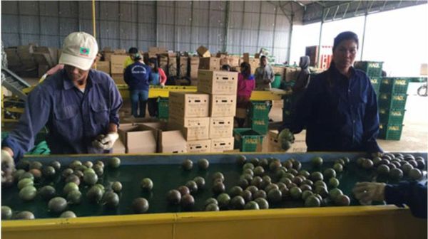 Dịch Vụ Xuất Khẩu Chanh Dây Chính Ngạch Đi Trung Quốc