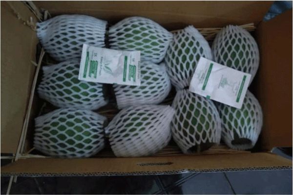 Cơ Hội Xuất Khẩu Xoài Sang Hàn Quốc, Cần Điều Kiện & Tiêu Chuẩn Gì?