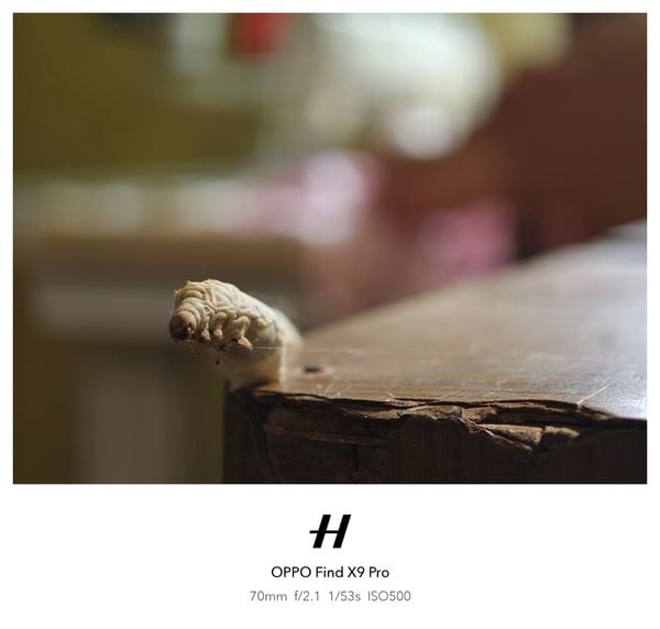 Nghệ Nhân Nuôi Nghệ Nhân