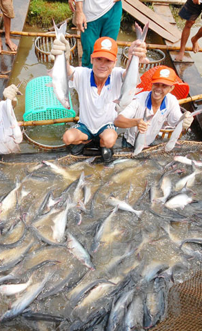 Thủy sản, ngành hàng tỷ đô của Đồng Tháp
