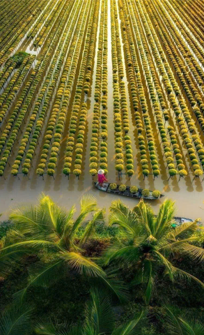 Làng hoa - kiểngSa Đéc, Di sản văn hoá phi vật thể quốc gia
