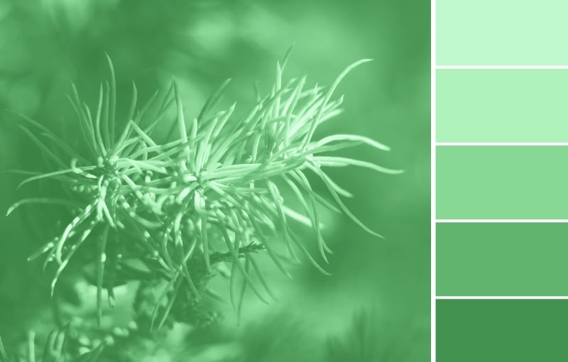 Nguyên tắc phối màu đơn sắc