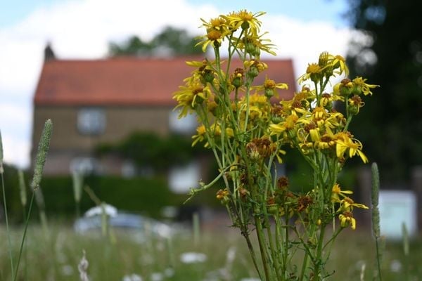 Ảnh chụp từ Nikon Z fc với thông số: 1/200s * f/7.1 * ISO 100 * 75mm (35mm) (Nguồn: Photography Blog)