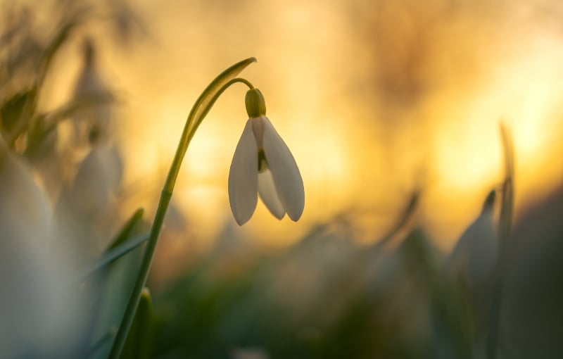 Xác định mục đích cần sử dụng