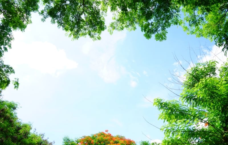 Khung cây là một loại frame trong nhiếp ảnh tự nhiên được dùng phổ biến.