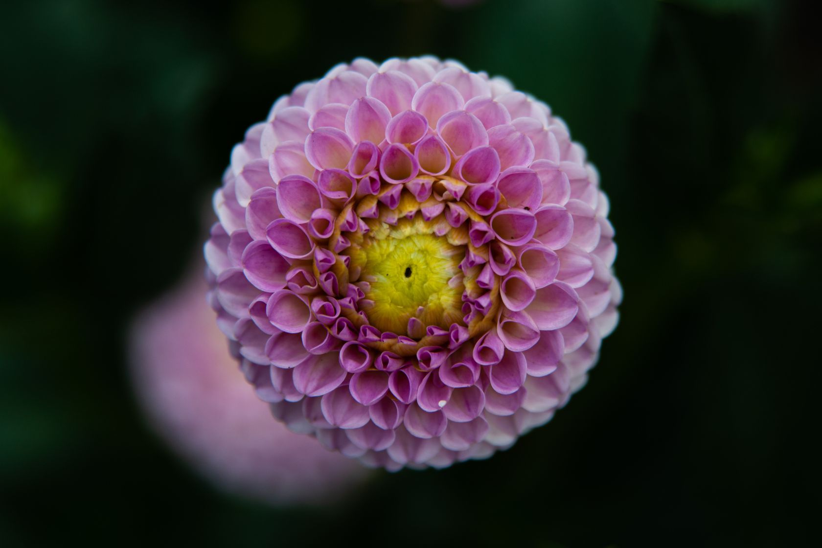 Đối xứng xuyên tâm dễ thấy ở các vật có hình tròn như bông hoa