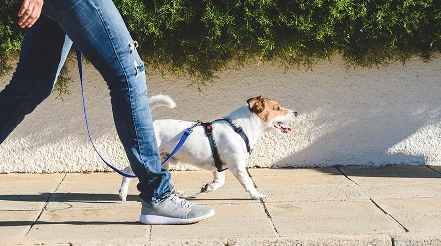 9.000 bước mỗi ngày – thói quen nhỏ cho sức khỏe bền lâu