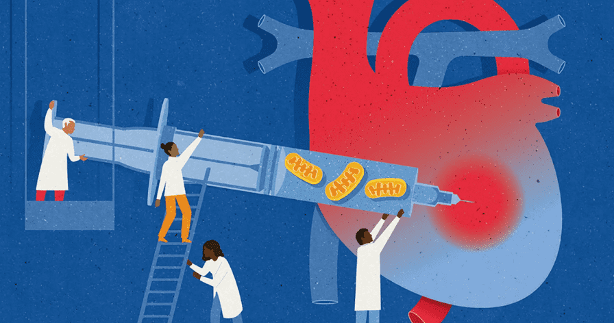 Do Mitochondria Hold the Power to Heal?