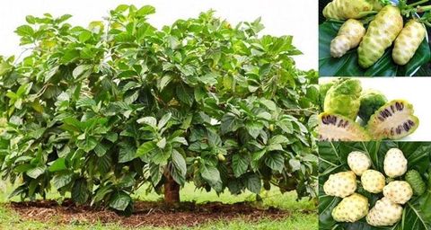 Trái Nhàu - Vị Thuốc Quý Đông Y