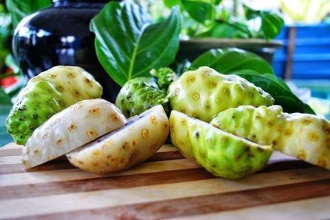 Cách Ngâm Rượu Trái Nhàu Tươi, Trái Nhàu Sấy Khô