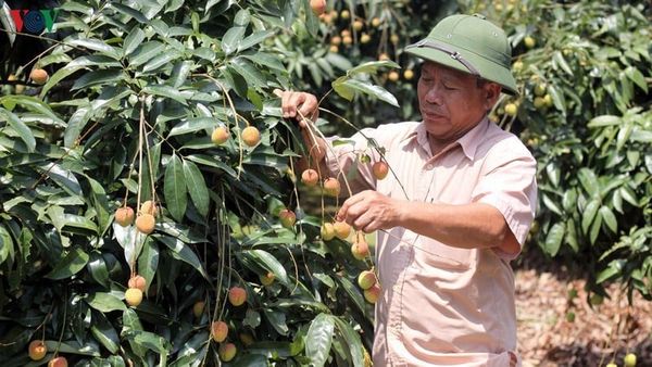 Việt Nam – Trung Quốc tháo gỡ khó khăn tiêu thụ nông sản do dịch Covid-19