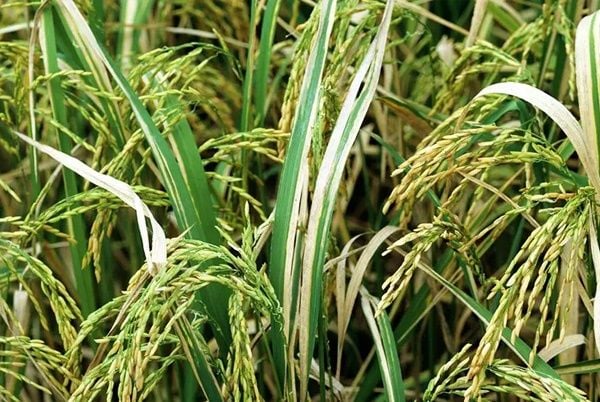 BỆNH BẠC LÁ (XANTHOMONAS CAMPESTRIS PV. ORYZAE DOWSON)
