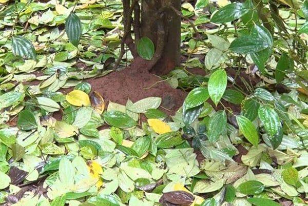 BỆNH CHẾT NHANH TRÊN CÂY HỒ TIÊU (PHYTOPHTHORA PARASITICA VAR. PIPERANA)