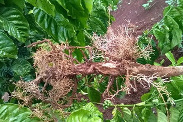 BỆNH LỠ CỔ RỄ TRÊN CÂY CÀ PHÊ