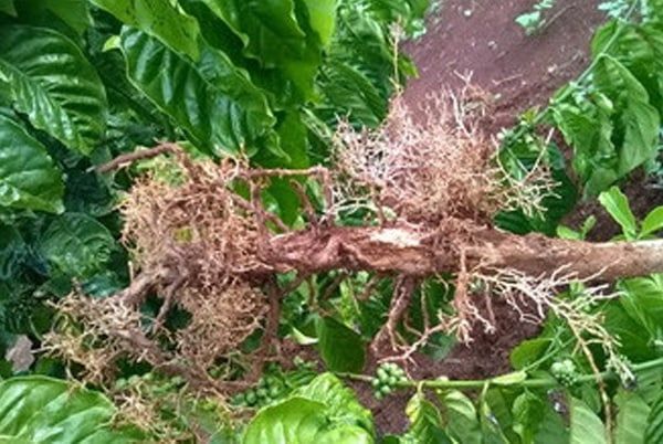 BỆNH LỠ CỔ RỄ TRÊN CÂY CÀ PHÊ