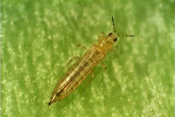 BỌ TRĨ HẠI LÚA
