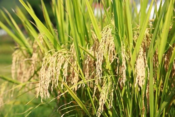 Kiến thức chung về cây lúa