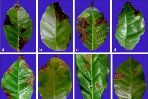BỆNH HÉO ĐEN ĐẦU LÁ TRÊN CÂY CÀ PHÊ (COLLETOTRICHUM GLOEOSPORIOIDES (PENZ.) SACC.)