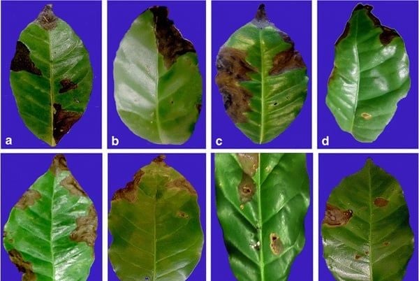 BỆNH HÉO ĐEN ĐẦU LÁ TRÊN CÂY CÀ PHÊ (COLLETOTRICHUM GLOEOSPORIOIDES (PENZ.) SACC.)