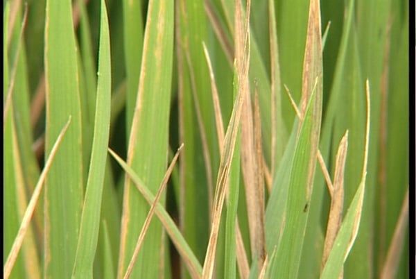 BỆNH CHÁY LÁ LÚA (MICRODOCHIUM ORYZAE)