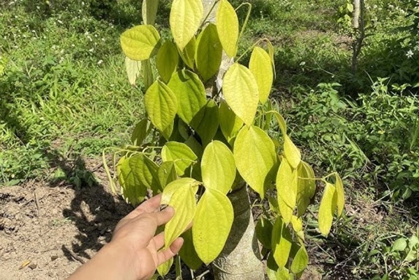 Bệnh chết chậm trên cây tiêu (Fusarium solani và F. oxysporum)