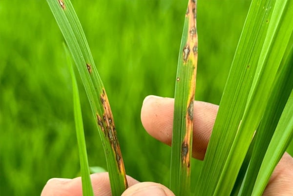 BỆNH ĐẠO ÔN TRÊN LÚA (PIRICULARIA ORYZAE CAVARA)