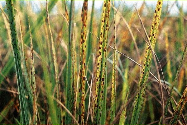 BỆNH ĐỐM NÂU HẠI LÚA