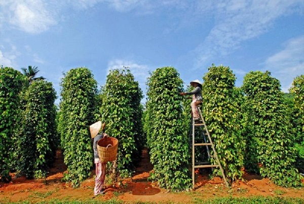 Những biện pháp canh tác hữu ích cho cây hồ tiêu tại Tây Nguyên – Phần 2