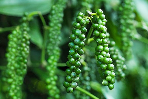 KỸ THUẬT TRỒNG CÂY TIÊU: VÀI VẤN ĐỀ CẦN LƯU TÂM