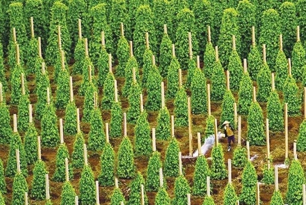 Những biện pháp canh tác hữu ích cho cây hồ tiêu tại Tây Nguyên – Phần 1