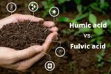 Hiểu Đúng Về Hợp Chất Hữu Cơ HS (Humic Substances) - 