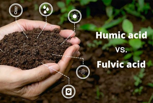 Hiểu Đúng Về Hợp Chất Hữu Cơ HS (Humic Substances) - 